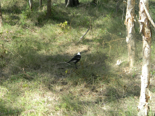 Australian magpie